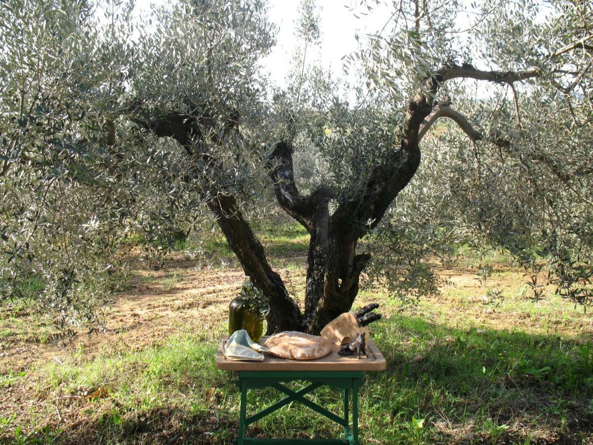 Agriturismo Le Cerbonche 로시냐노 마리티모 외부 사진